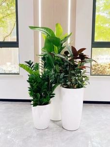 惊！宁波前湾绿植出租价格原来藏着这些秘密