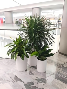 探寻鄞州花木租赁，实惠价打造绿色天地！